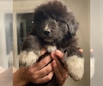 Puppy 9 Great Pyrenees-Newfoundland Mix