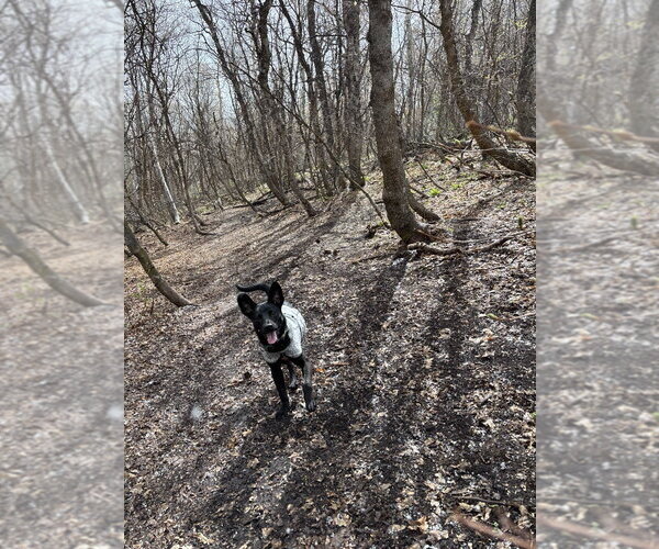 Medium Photo #3 Mutt Puppy For Sale in Salt Lake City, UT, USA