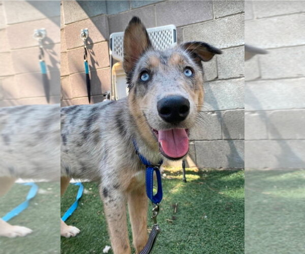 Medium Photo #3 Catahoula Leopard Dog-Collie Mix Puppy For Sale in Lakewood, CO, USA