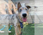 Small #2 Catahoula Leopard Dog-Collie Mix
