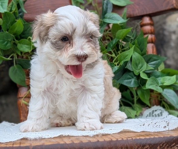 Medium Photo #38 Havanese Puppy For Sale in GOSHEN, IN, USA
