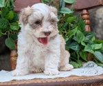 Small Photo #38 Havanese Puppy For Sale in GOSHEN, IN, USA