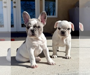 Medium French Bulldog