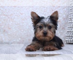 Yorkshire Terrier Puppy for sale in MARIETTA, GA, USA