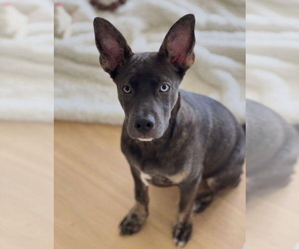 Medium Photo #4 Mutt Puppy For Sale in Dana Point, CA, USA