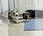 Small #4 Poodle (Standard) Mix