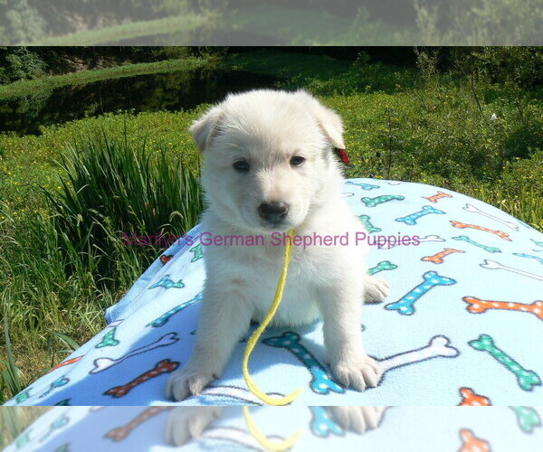 Medium Photo #3 German Shepherd Dog Puppy For Sale in PIEDMONT, MO, USA