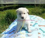 Small #2 German Shepherd Dog