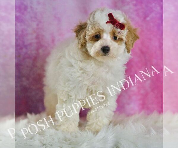 Medium Photo #3 Poodle (Miniature) Puppy For Sale in WARSAW, IN, USA