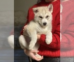 Small Photo #1 Siberian Husky Puppy For Sale in ROSEVILLE, CA, USA