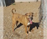 Small Chinese Shar-Pei Mix