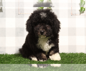 Bernedoodle (Miniature) Puppy for sale in MARIETTA, GA, USA