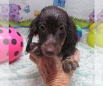Small #5 Dachshund