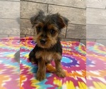 Small Photo #3 Yorkshire Terrier Puppy For Sale in RICHMOND, IL, USA