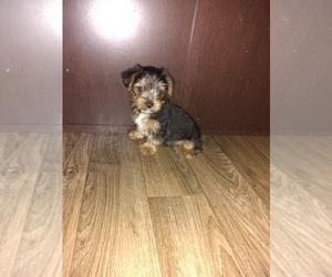 Yorkshire Terrier Dog for Adoption in LAPEER, Michigan USA