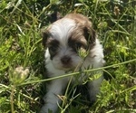 Small Photo #4 Shih Tzu Puppy For Sale in VENETA, OR, USA