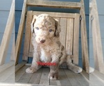 Small Photo #2 Poodle (Standard) Puppy For Sale in NEW YORK MILLS, MN, USA