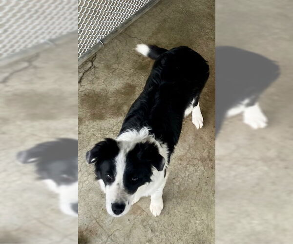 Medium Photo #1 Border Collie Puppy For Sale in Alturas, CA, USA