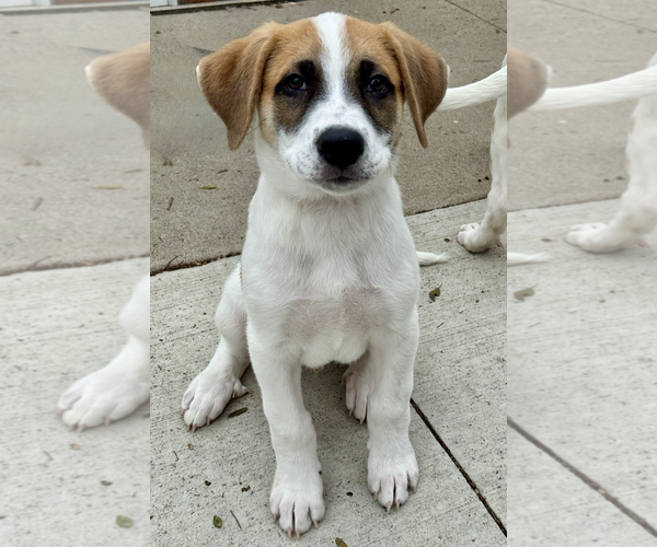 Medium Photo #1 Great Pyrenees Puppy For Sale in Newport Beach, CA, USA