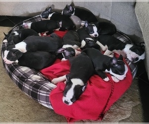 Boston Terrier Litter for sale in MITCHELL, IN, USA