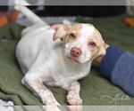 Small #2 Labrador Retriever Mix