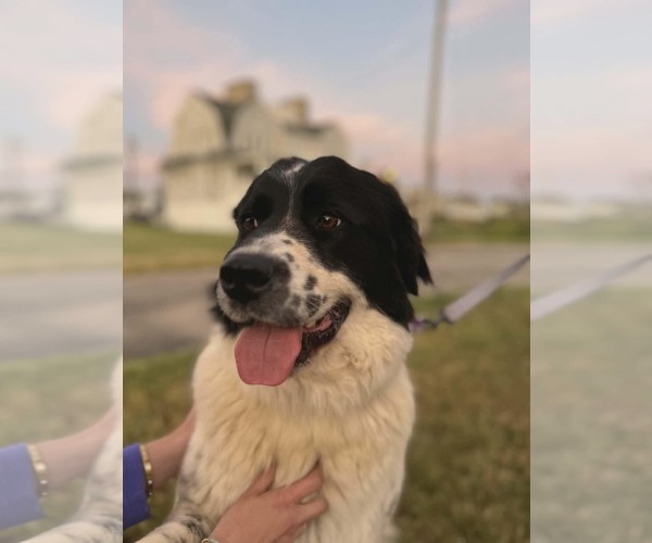 Medium Photo #4 Mutt Puppy For Sale in pomfret, CT, USA