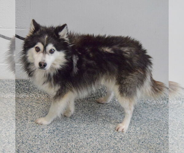 Medium Photo #2 Pomsky Puppy For Sale in Huntley, IL, USA