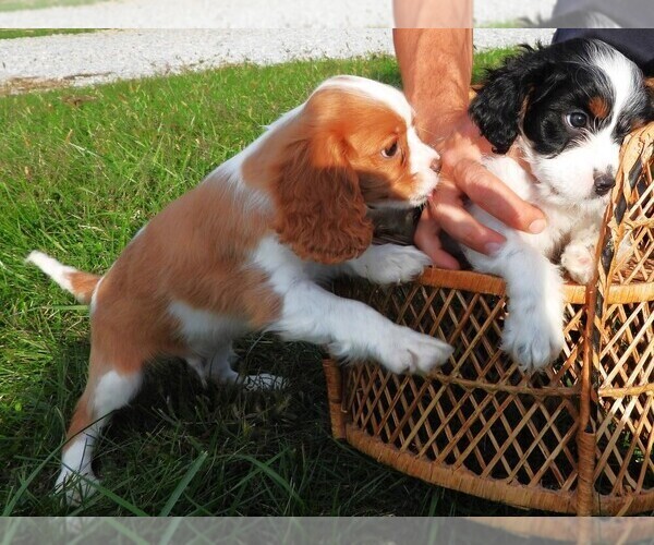Medium Photo #4 Cavalier King Charles Spaniel Puppy For Sale in CARLISLE, KY, USA
