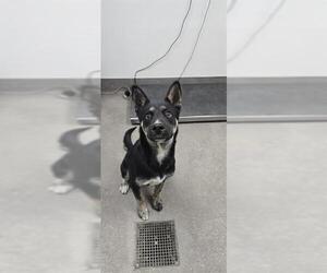 German Shepherd Dog Dogs for adoption in HESPERIA, CA, USA