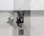 Small German Shepherd Dog