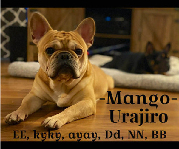 Medium Photo #1 Faux Frenchbo Bulldog Puppy For Sale in HOODSPORT, WA, USA