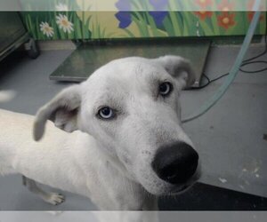 Huskies -Labrador Retriever Mix Dogs for adoption in Waco, TX, USA