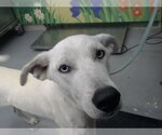 Small Huskies -Labrador Retriever Mix