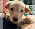 Small #1 Feist Terrier-Retriever  Mix