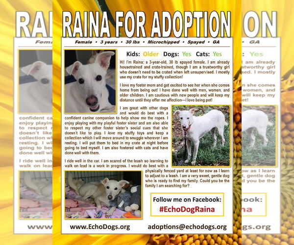 Medium Photo #4 Unknown-white german shepherd Mix Puppy For Sale in Hoffman Estates, IL, USA