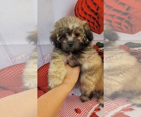Medium Photo #2 Poovanese Puppy For Sale in TECUMSEH, MI, USA