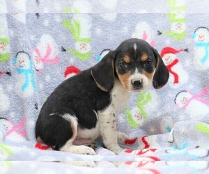 Beagle-Treeing Walker Coonhound Mix Puppy for sale in FREDERICKSBG, OH, USA