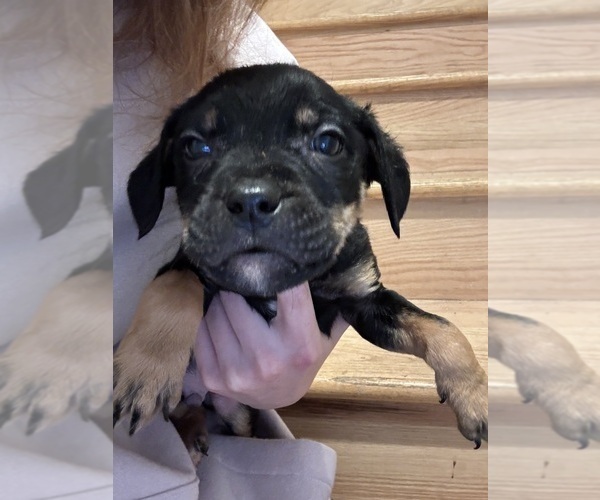 Medium Photo #25 American Pit Bull Terrier-Black Mouth Cur Mix Puppy For Sale in QUAKER HILL, CT, USA