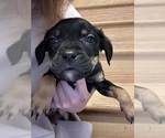 Small Photo #25 American Pit Bull Terrier-Black Mouth Cur Mix Puppy For Sale in QUAKER HILL, CT, USA