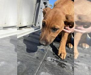 American Pit Bull Terrier-Unknown Mix Dogs for adoption in Conroe, TX, USA
