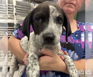 Mutt Dogs for adoption in Washington, DC, USA