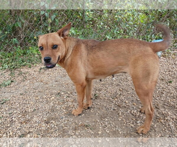 Medium Photo #2 Feist Terrier-Unknown Mix Puppy For Sale in Anniston, AL, USA