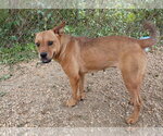 Small #1 Feist Terrier Mix