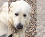 Small #6 Akbash-Great Pyrenees Mix
