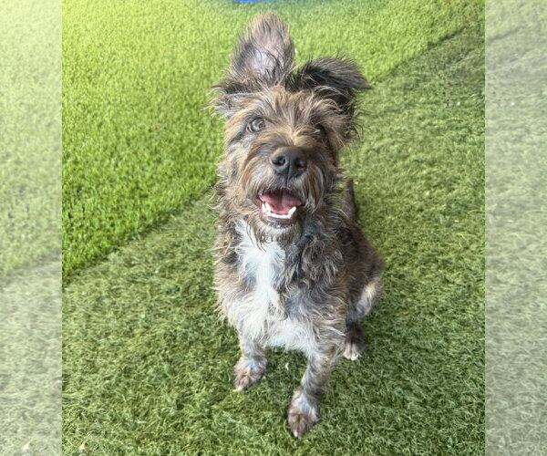 Medium Photo #10 Mutt Puppy For Sale in Phoenix, AZ, USA