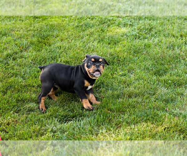 Medium Photo #9 English Bulldog-Olde English Bulldogge Mix Puppy For Sale in MILFORD, IN, USA