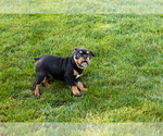 Small #8 English Bulldog-Olde English Bulldogge Mix