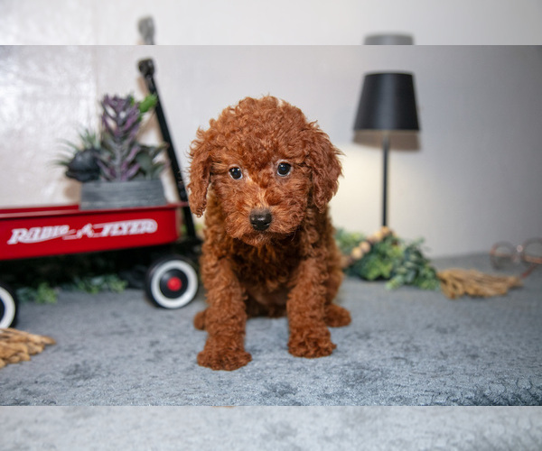 Medium Photo #2 Poodle (Miniature) Puppy For Sale in SHILOH, OH, USA