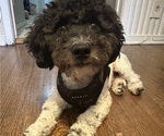 Small Photo #1 Bichpoo-Poodle (Miniature) Mix Puppy For Sale in LOS ANGELES, CA, USA