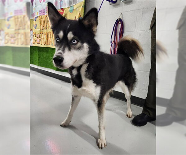 Medium Photo #1 Siberian Husky-Unknown Mix Puppy For Sale in Temple, TX, USA